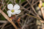 dwarf sundew